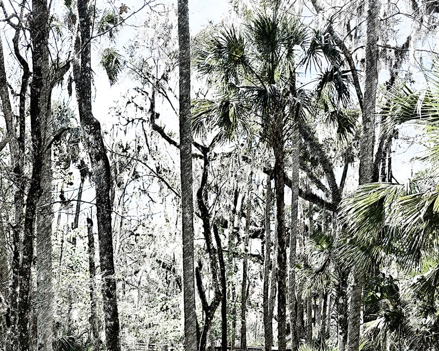 Blue Springs Boardwalk