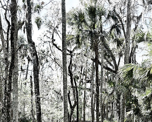 Blue Springs Boardwalk