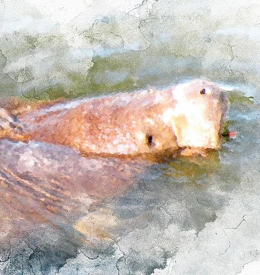 Manatee (Wildlife Series)