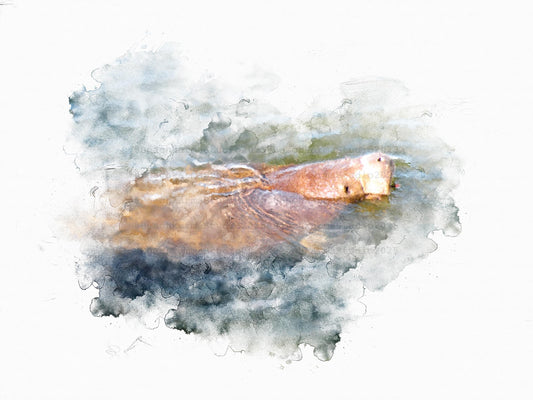 Manatee (Wildlife Series)